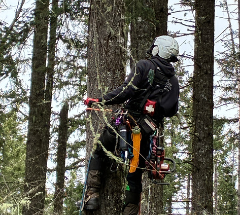 260330 Fox Hallow JL Charlie in Tree Image 2.JPG