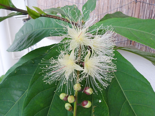 Island Crystal 南国実生 サガリバナ苗 沖縄教育旅行社 公式webサイト