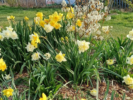 Garden Update