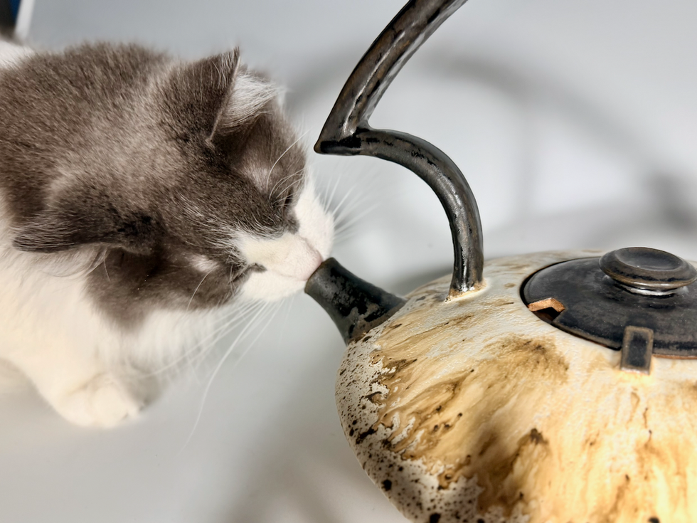 Grey and white cat sniffing and brown and cream colored teapot.
