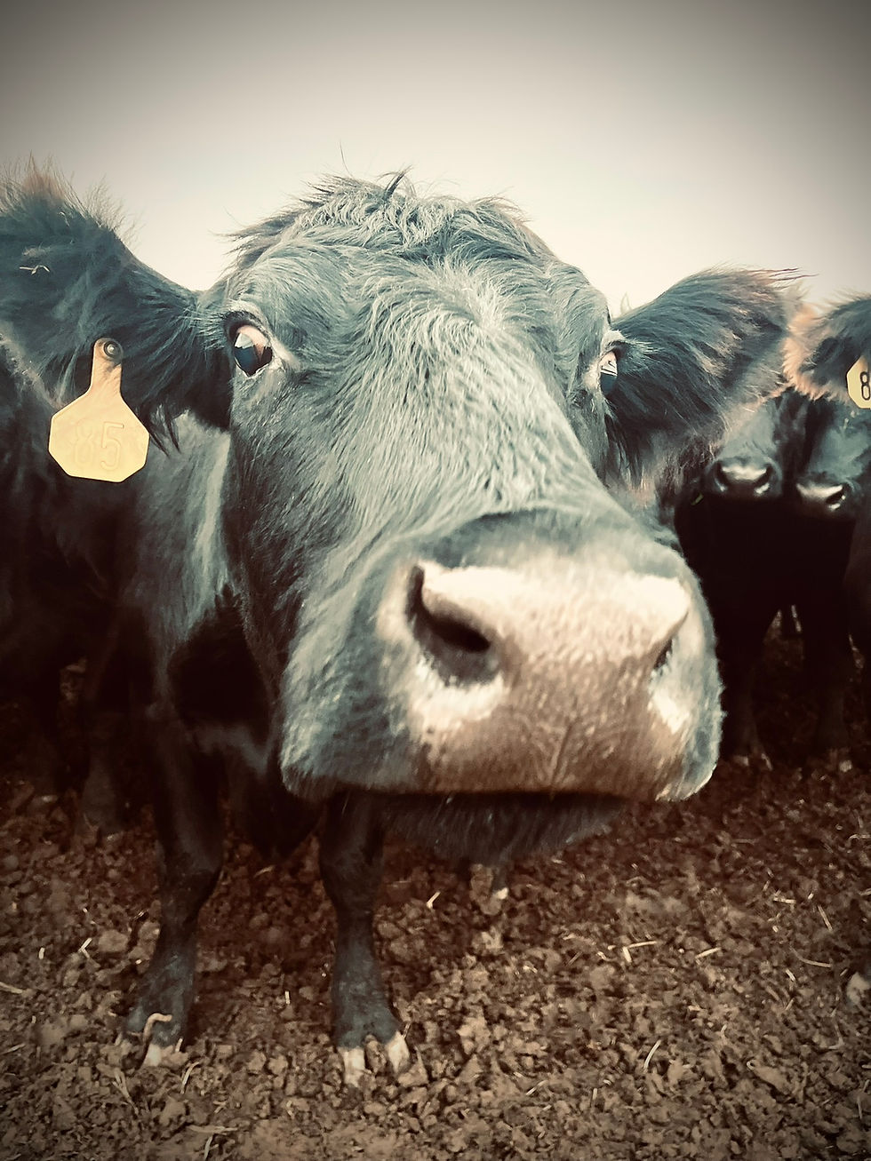Columbia Co Beef Marketing Workshop