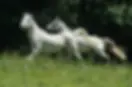 chevaux.webp