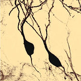 Nature neurosceince perspective-09 1.27.35 PM.jpg