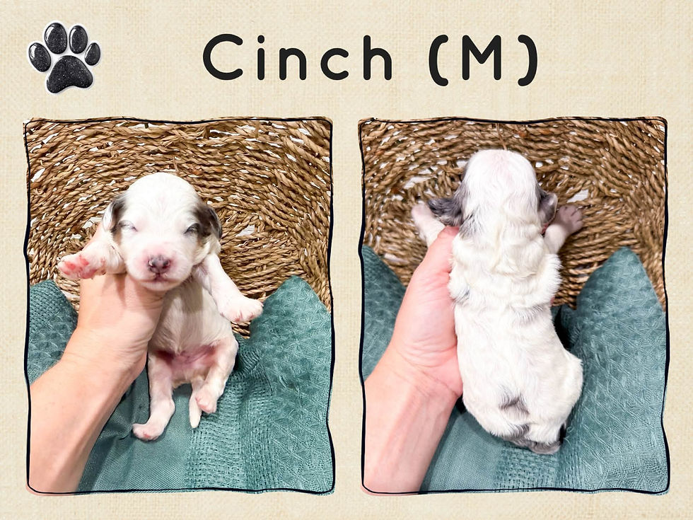 Cinch