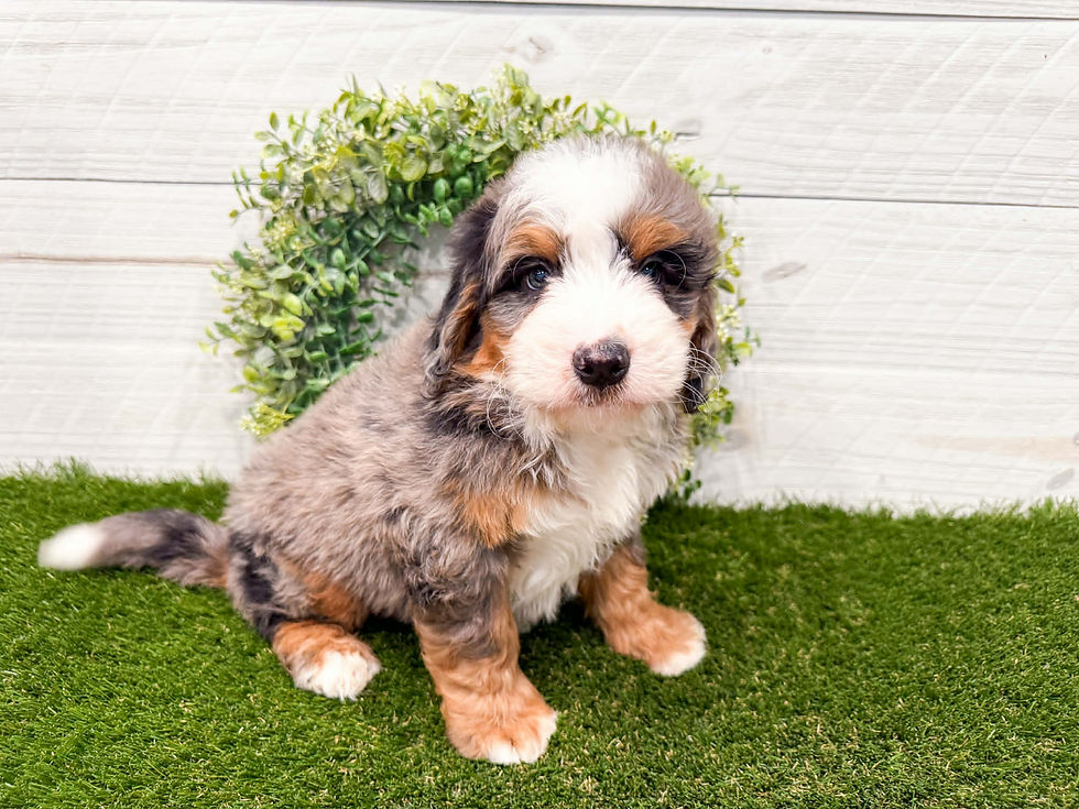 Cooper1