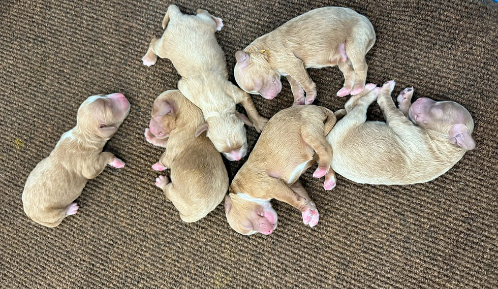 litter pic