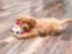 Daisy1