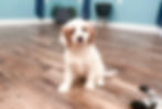 Sawyer1