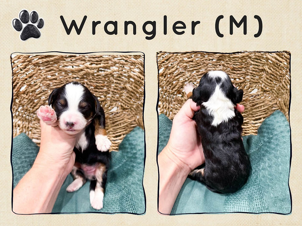 Wrangler
