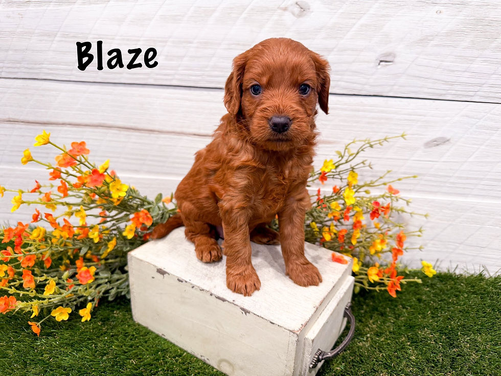 Blaze