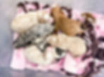 newborn pic