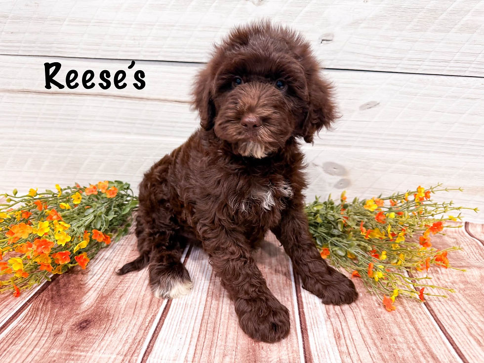 Reese's
