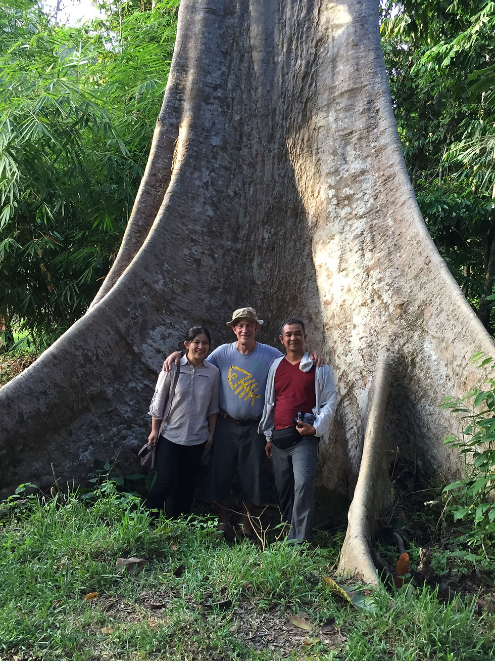 A giant Tualang tree in Taman Negara with Jim and Bee Hong