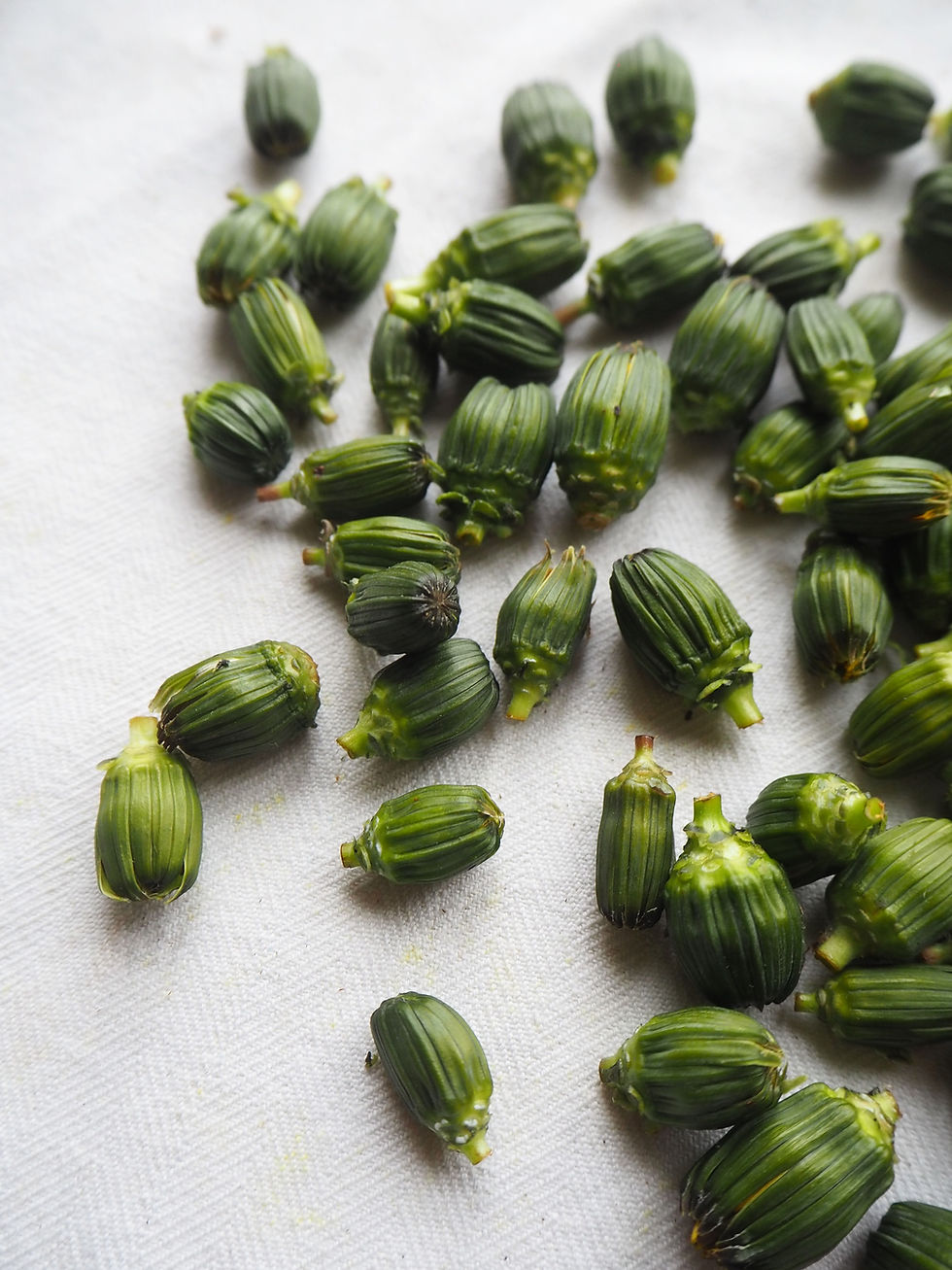 Boutons floraux de pissenlit au vinaigre