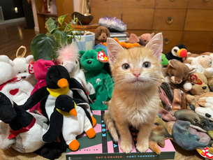 Tortellini the cat with books & beanie babies