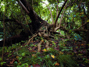 Tree roots branching into the world