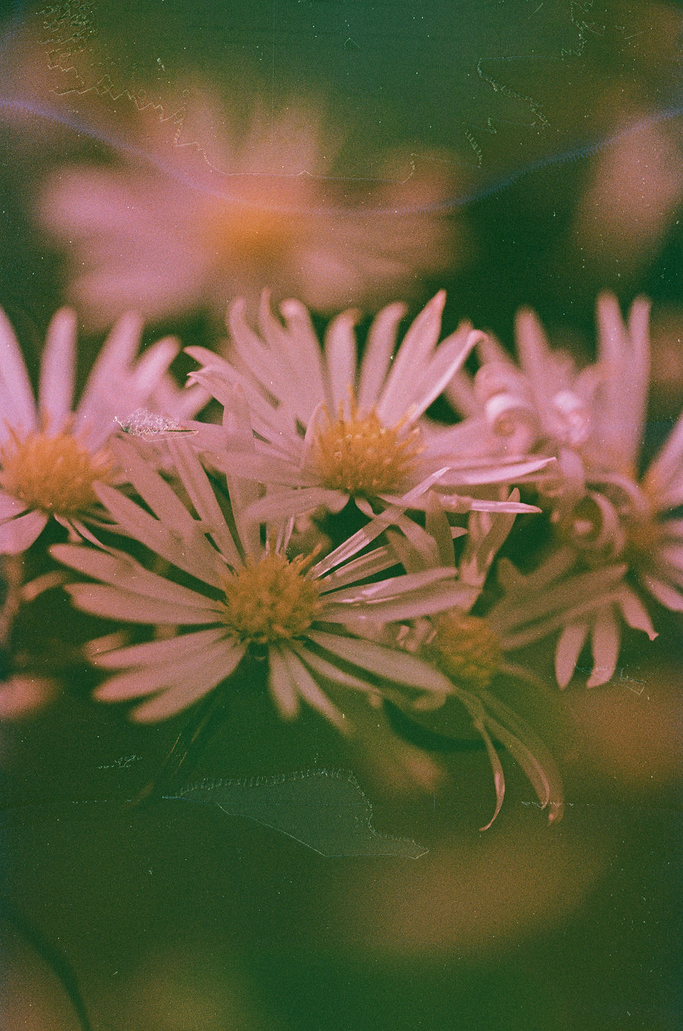 Flowers: Photo by Annie Spratt for Unsplash