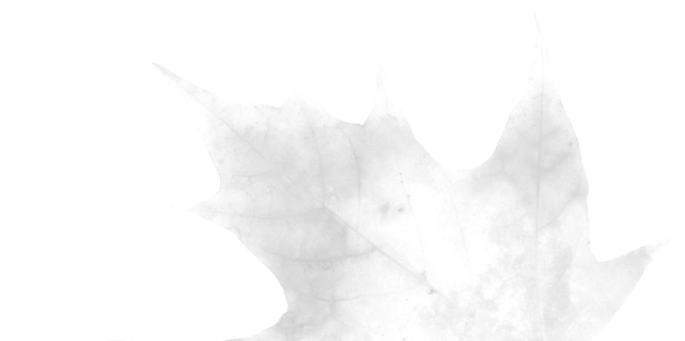 Herbstblatt Platane in den Farben rotbraun hellgrün dunkelgrün gelb schwarzweiss verblasst