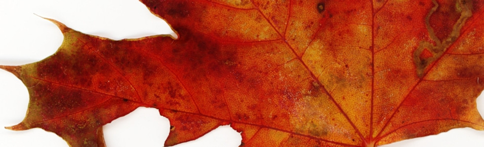 Herbstblatt Ahorn in den Farben rot ud rotbraun schwarzweiss verblasst