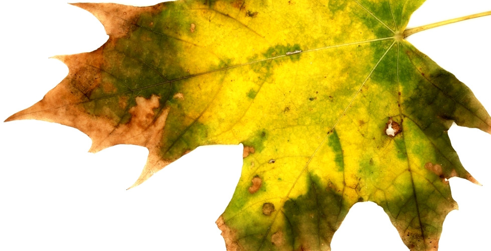 Herbstblatt Platane in den Farben rotbraun hellgrün dunkelgrün gelb