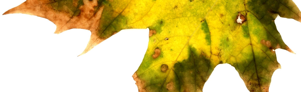 Herbstblatt Platane in den Farben rotbraun hellgrün dunkelgrün gelb