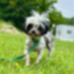 Toby1_edited