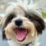 Toby17_edited