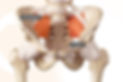 Steißbein Coccyx unterhalb des Kreuzbeins Sacrum