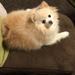 看板犬のご紹介♪