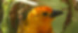 birds2.jpg
