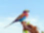 Lilac-breasted-roller-birding-in-Kenya.jpg