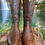 Thumbnail: Lucchese 1883 Horn Back Caiman N1114.54 Size 9-EE 2008 Carmel 661-57884