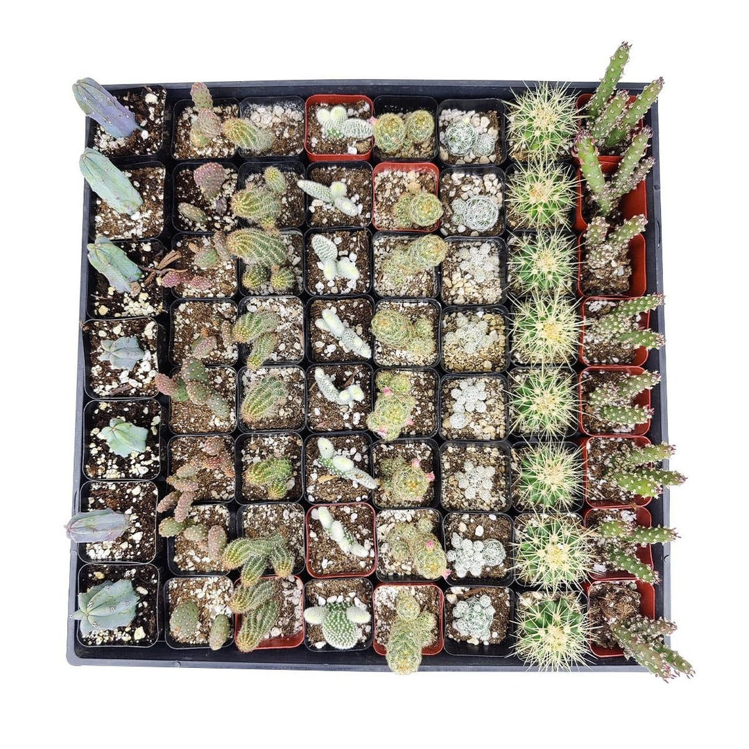 Cactus Wedding and Party Favors Tray - 64 Live Bulk Cacti
