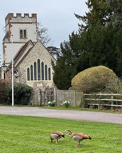 Geese grazing in our car park at Ockham