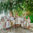 Familia multigeneracional de 21 personas reunida bajo un pino centenario durante unas vacaciones familiares en el Barcelo Punta Cana Republica Dominicana