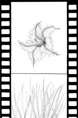 7.Asiya_Korepanova_Liszt_Drawing_Transcendental_Etude_Eroica