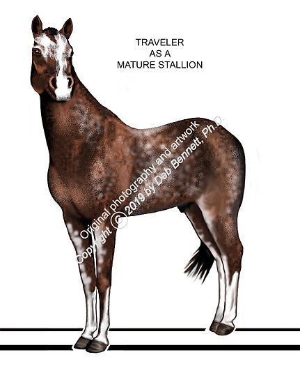 Traveler mature horse AFTER smw.jpg