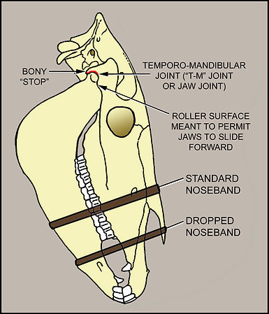 Bit Tight nosebands skull for quiz.jpg