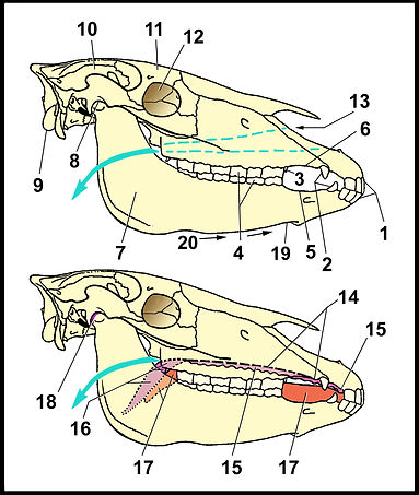 Bit Anatomy of Skull Tongue Palate SM.jp