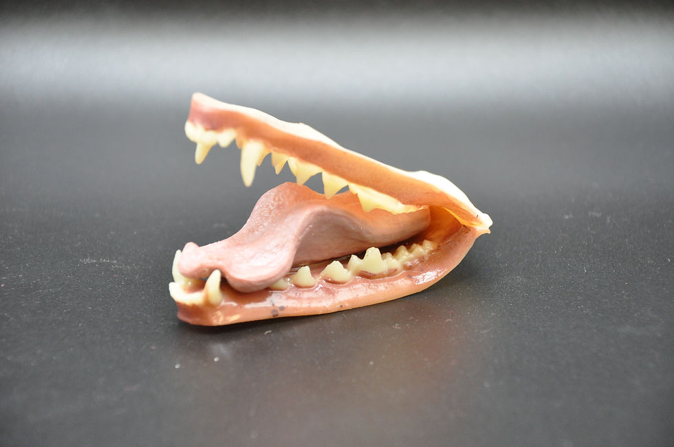 Thumbnail: Coyote jawset - 403