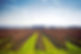 canada vineyard.jpeg