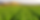 lettuceField.webp