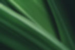 Dark green leaf texture, Natural green leaves using as nature background wallpaper or trop