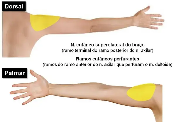 N_-axilar-sensitivo-web.webp