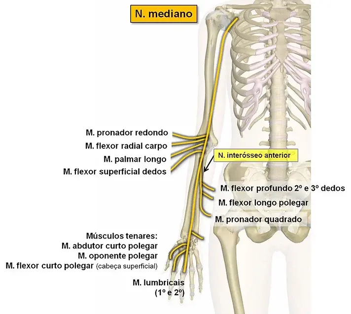 N_-mediano-motor-esq-web.webp
