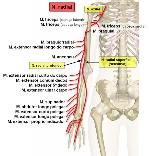N_-radial-motor-esq-web.webp