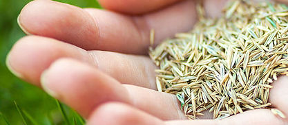 Grass seed for Lawn Overseeding