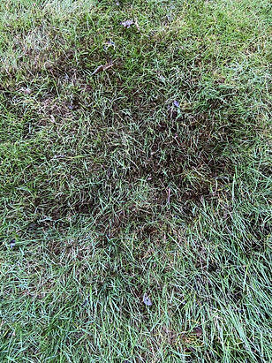 Burnt moss from Moss Treatment