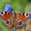 Thumbnail: ‘Peacock Jewel Butterfly’ – Designer Box Arrangement