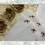 Thumbnail: Vintage Paper Lace Doily Envelopes with Hand Painted Sepia Rose Vellum